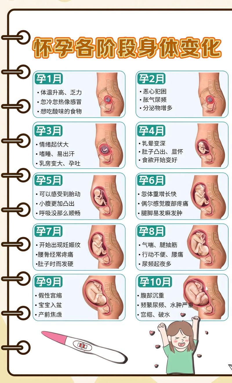 揭秘供卵代孕妈妈怀孕小腹分两节，孕期变化的奥秘巴中代生机构:
